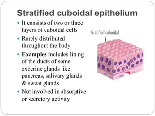 Stratified cuboidal epithelium
 It consists of two or three
layers of cuboidal cells
 Rarely distributed
throughout the body
 Examples includes lining
of the ducts of some
exocrine glands like
pancreas, salivary glands
& sweat glands
 Not involved in absorptive
or secretory activity
 