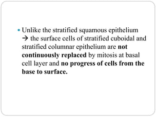  Unlike the stratified squamous epithelium
 the surface cells of stratified cuboidal and
stratified columnar epithelium are not
continuously replaced by mitosis at basal
cell layer and no progress of cells from the
base to surface.
 