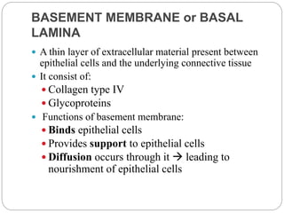 BASEMENT MEMBRANE or BASAL
LAMINA
 A thin layer of extracellular material present between
epithelial cells and the underlying connective tissue
 It consist of:
 Collagen type IV
 Glycoproteins
 Functions of basement membrane:
 Binds epithelial cells
 Provides support to epithelial cells
 Diffusion occurs through it  leading to
nourishment of epithelial cells
 