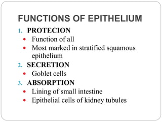 FUNCTIONS OF EPITHELIUM
1. PROTECION
 Function of all
 Most marked in stratified squamous
epithelium
2. SECRETION
 Goblet cells
3. ABSORPTION
 Lining of small intestine
 Epithelial cells of kidney tubules
 