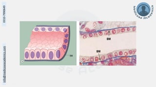 Histology of Epithelium - Dr Muhammad Ali Rabbani - Medicose Academics ...