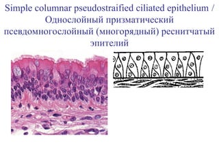 Pscc Epithelim Epithelium histology power point presentations.ppt