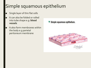 Simple squamous epithelium
■ Single layer of thin flat cells
■ It can also be folded or rolled
into tube shape e.g: blood
vessels
■ It also form membranes within
the body e.g parietal
peritoneum membrane
 