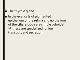 ■ The thyroid gland
■ In the eye, cells of pigmented
epithelium of the retina and epithelium
of the ciliary body are simple cuboidal
 these are specialized for ion
transport and secretion.
 