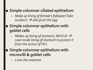 ■ Simple columnar ciliated epithelium
– Make up lining of female’s fallopianTube
(oviduct)  cilia push the egg
■ Simple columnar epithelium with
goblet cells
– Makes up lining of stomach, MUCUS 
coat inside lining of stomach to protect it
from the action of HCL
■ Simple columnar epithelium with
microvilli & goblet cells
– Lines the intestine
 