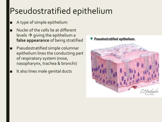 Pseudostratified epithelium
■ A type of simple epithelium
■ Nuclei of the cells lie at different
levels  giving the epithelium a
false appearance of being stratified
■ Pseudostratified simple columnar
epithelium lines the conducting part
of respiratory system (nose,
nasopharynx, trachea & bronchi)
■ It also lines male genital ducts
 