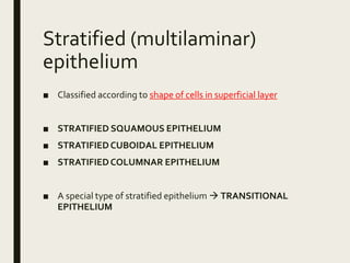Stratified (multilaminar)
epithelium
■ Classified according to shape of cells in superficial layer
■ STRATIFIED SQUAMOUS EPITHELIUM
■ STRATIFIEDCUBOIDAL EPITHELIUM
■ STRATIFIEDCOLUMNAR EPITHELIUM
■ A special type of stratified epithelium  TRANSITIONAL
EPITHELIUM
 