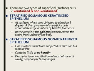 ■ There are two types of superficial (surface) cells
 keratinized & non-keratinized
■ STRATIFIED SQUAMOUS KERATINIZED
EPITHELIUM
– At surfaces which are subjected to abrasion &
drying  the cytoplasm of superficial cells
accumulate large numbers of keratin filaments
– Best example is the epidermis which covers the
entire free surface of the body
■ STRATIFIED SQUAMOUS NON-KERATINIZED
EPITHELIUM
– Lines surfaces which are subjected to abrasion but
remain wet
– Contains little or no keratin
– Examples include epithelium of most of the oral
cavity, oropharynx & esophagus
 