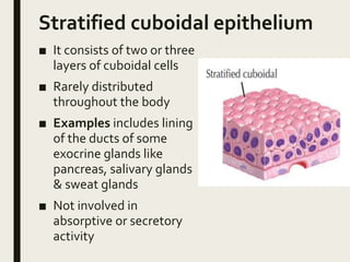 Stratified cuboidal epithelium
■ It consists of two or three
layers of cuboidal cells
■ Rarely distributed
throughout the body
■ Examples includes lining
of the ducts of some
exocrine glands like
pancreas, salivary glands
& sweat glands
■ Not involved in
absorptive or secretory
activity
 