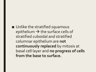 ■ Unlike the stratified squamous
epithelium  the surface cells of
stratified cuboidal and stratified
columnar epithelium are not
continuously replaced by mitosis at
basal cell layer and no progress of cells
from the base to surface.
 