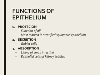 FUNCTIONS OF
EPITHELIUM
1. PROTECION
– Function of all
– Most marked in stratified squamous epithelium
2. SECRETION
– Goblet cells
3. ABSORPTION
– Lining of small intestine
– Epithelial cells of kidney tubules
 
