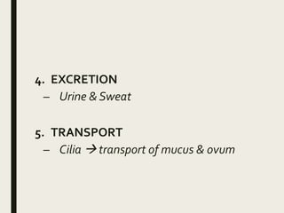 4. EXCRETION
– Urine & Sweat
5. TRANSPORT
– Cilia  transport of mucus & ovum
 