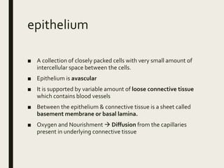 epithelium
■ A collection of closely packed cells with very small amount of
intercellular space between the cells.
■ Epithelium is avascular
■ It is supported by variable amount of loose connective tissue
which contains blood vessels
■ Between the epithelium & connective tissue is a sheet called
basement membrane or basal lamina.
■ Oxygen and Nourishment  Diffusion from the capillaries
present in underlying connective tissue
 