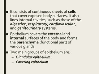 ■ It consists of continuous sheets of cells
that cover exposed body surfaces. It also
lines internal cavities, such as those of the
digestive, respiratory, cardiovascular,
and genitourinary systems.
■ Epithelium covers the external and
internal surfaces of the body and forms
the parenchyma (functional part) of
various glands
■ Two main groups of epithelium are:
– Glandular epithelium
– Covering epithelium
 