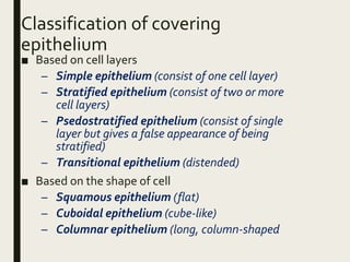 Classification of covering
epithelium
■ Based on cell layers
– Simple epithelium (consist of one cell layer)
– Stratified epithelium (consist of two or more
cell layers)
– Psedostratified epithelium (consist of single
layer but gives a false appearance of being
stratified)
– Transitional epithelium (distended)
■ Based on the shape of cell
– Squamous epithelium (flat)
– Cuboidal epithelium (cube-like)
– Columnar epithelium (long, column-shaped
 