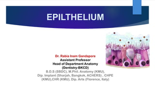 EPILTHELIUM
Dr. Rabia Inam Gandapore
Assistant Professor
Head of Department Anatomy
(Dentistry-BKCD)
B.D.S (SBDC), M.Phil. Anatomy (KMU),
Dip. Implant (Sharjah, Bangkok, ACHERS) , CHPE
(KMU),CHR (KMU), Dip. Arts (Florence, Italy)
 