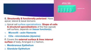 Epithelium by Dr. Rabia I. Gandapore.pptx