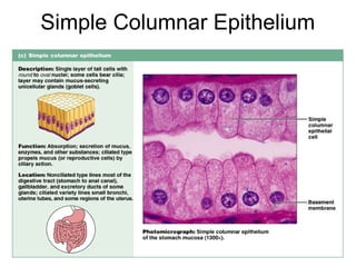Simple Columnar Epithelium




                        Figure 4.3c
 