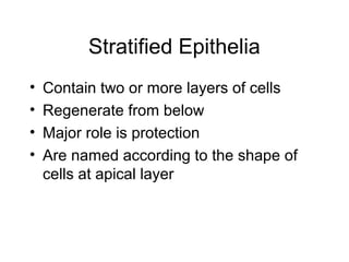 Stratified Epithelia
•   Contain two or more layers of cells
•   Regenerate from below
•   Major role is protection
•   Are named according to the shape of
    cells at apical layer
 