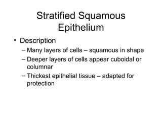 Stratified Squamous
            Epithelium
• Description
  – Many layers of cells – squamous in shape
  – Deeper layers of cells appear cuboidal or
    columnar
  – Thickest epithelial tissue – adapted for
    protection
 