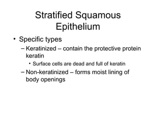 Stratified Squamous
            Epithelium
• Specific types
  – Keratinized – contain the protective protein
    keratin
     • Surface cells are dead and full of keratin
  – Non-keratinized – forms moist lining of
    body openings
 