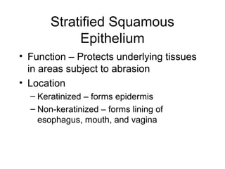 Stratified Squamous
            Epithelium
• Function – Protects underlying tissues
  in areas subject to abrasion
• Location
  – Keratinized – forms epidermis
  – Non-keratinized – forms lining of
    esophagus, mouth, and vagina
 