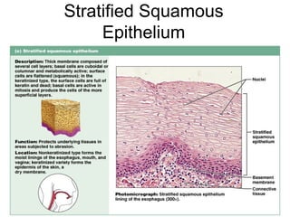 Stratified Squamous
     Epithelium




                      Figure 4.3e
 