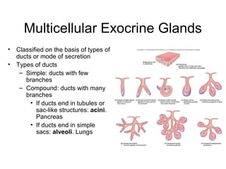Multicellular Exocrine Glands
• Classified on the basis of types of
  ducts or mode of secretion
• Types of ducts
   – Simple: ducts with few
     branches
   – Compound: ducts with many
     branches
       • If ducts end in tubules or
          sac-like structures: acini.
          Pancreas
       • If ducts end in simple
          sacs: alveoli. Lungs
 