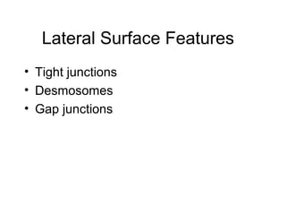 Lateral Surface Features
• Tight junctions
• Desmosomes
• Gap junctions
 