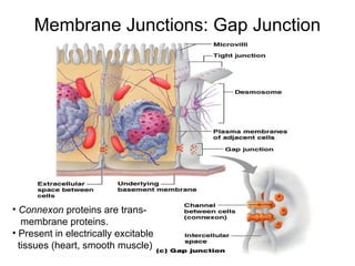 Membrane Junctions: Gap Junction




• Connexon proteins are trans-
   membrane proteins.
• Present in electrically excitable
  tissues (heart, smooth muscle)
 