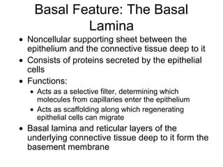 Basal Feature: The Basal
            Lamina
• Noncellular supporting sheet between the
  epithelium and the connective tissue deep to it
• Consists of proteins secreted by the epithelial
  cells
• Functions:
  • Acts as a selective filter, determining which
    molecules from capillaries enter the epithelium
  • Acts as scaffolding along which regenerating
    epithelial cells can migrate
• Basal lamina and reticular layers of the
  underlying connective tissue deep to it form the
  basement membrane
 