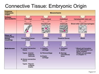 Connective Tissue: Embryonic Origin




                                      Figure 4.5
 