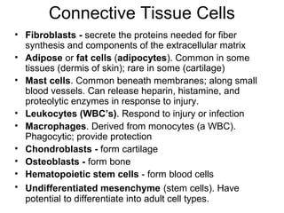 Connective Tissue Cells
• Fibroblasts - secrete the proteins needed for fiber
  synthesis and components of the extracellular matrix
• Adipose or fat cells (adipocytes). Common in some
  tissues (dermis of skin); rare in some (cartilage)
• Mast cells. Common beneath membranes; along small
  blood vessels. Can release heparin, histamine, and
  proteolytic enzymes in response to injury.
• Leukocytes (WBC’s). Respond to injury or infection
• Macrophages. Derived from monocytes (a WBC).
  Phagocytic; provide protection
• Chondroblasts - form cartilage
• Osteoblasts - form bone
• Hematopoietic stem cells - form blood cells
• Undifferentiated mesenchyme (stem cells). Have
  potential to differentiate into adult cell types.
 