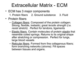 Extracellular Matrix - ECM
• ECM has 3 major components
   1. Protein fibers   2. Ground substance     3. Fluid
• Protein fibers
   – Collagen fibers. Composed of the protein collagen.
     Strong, flexible, inelastic; great tensile strength (i.e.
     resist stretch). Perfect for tendons, ligaments
   – Elastic fibers. Contain molecules of protein elastin that
     resemble coiled springs. Returns to its original shape
     after stretching or compression. Perfect for lungs,
     large blood vessels
   – Reticular fibers. Formed from fine collagenous fibers;
     form branching networks (stroma). Fill spaces
     between tissues and organs.
 