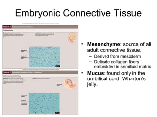 Embryonic Connective Tissue


              • Mesenchyme: source of all
                adult connective tissue.
                 – Derived from mesoderm
                 – Delicate collagen fibers
                   embedded in semifluid matrix
              • Mucus: found only in the
                umbilical cord. Wharton’s
                jelly.
 
