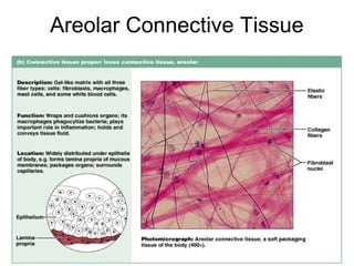 Areolar Connective Tissue




                        Figure 4.12b
 