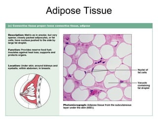 Adipose Tissue




                 Figure 4.12c
 