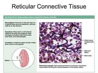 Reticular Connective Tissue




                         Figure 4.12d
 