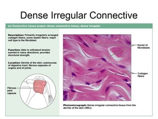Dense Irregular Connective
          Tissue




                         Figure 4.12e
 