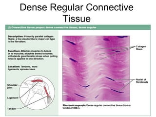 Dense Regular Connective
        Tissue




                       Figure 4.12f
 