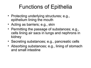 Functions of Epithelia
• Protecting underlying structures; e.g.,
  epithelium lining the mouth
• Acting as barriers; e.g., skin
• Permitting the passage of substances; e.g.,
  cells lining air sacs in lungs and nephrons in
  kidney
• Secreting substances; e.g., pancreatic cells
• Absorbing substances; e.g., lining of stomach
  and small intestine
 