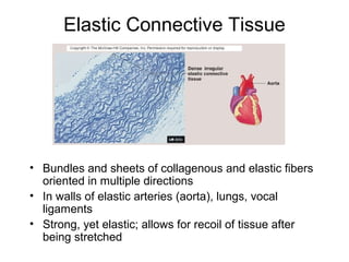 Elastic Connective Tissue




• Bundles and sheets of collagenous and elastic fibers
  oriented in multiple directions
• In walls of elastic arteries (aorta), lungs, vocal
  ligaments
• Strong, yet elastic; allows for recoil of tissue after
  being stretched
 