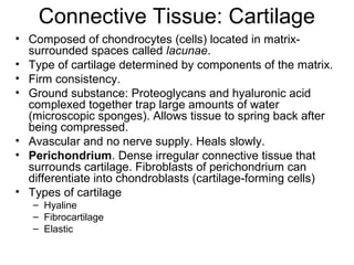 Connective Tissue: Cartilage
• Composed of chondrocytes (cells) located in matrix-
  surrounded spaces called lacunae.
• Type of cartilage determined by components of the matrix.
• Firm consistency.
• Ground substance: Proteoglycans and hyaluronic acid
  complexed together trap large amounts of water
  (microscopic sponges). Allows tissue to spring back after
  being compressed.
• Avascular and no nerve supply. Heals slowly.
• Perichondrium. Dense irregular connective tissue that
  surrounds cartilage. Fibroblasts of perichondrium can
  differentiate into chondroblasts (cartilage-forming cells)
• Types of cartilage
   – Hyaline
   – Fibrocartilage
   – Elastic
 