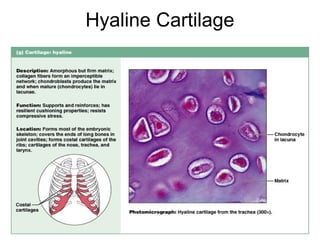 Hyaline Cartilage




                    Figure 4.12g
 
