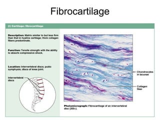 Fibrocartilage




                 Figure 4.12i
 