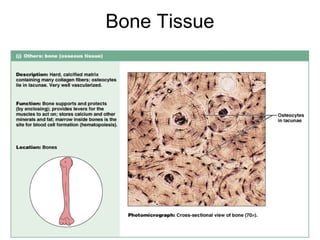 Bone Tissue




              Figure 4.12j
 