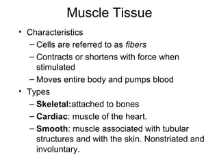 Muscle Tissue
• Characteristics
   – Cells are referred to as fibers
   – Contracts or shortens with force when
     stimulated
   – Moves entire body and pumps blood
• Types
   – Skeletal:attached to bones
   – Cardiac: muscle of the heart.
   – Smooth: muscle associated with tubular
     structures and with the skin. Nonstriated and
     involuntary.
 