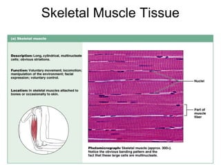 Skeletal Muscle Tissue




                         Figure 4.14a
 