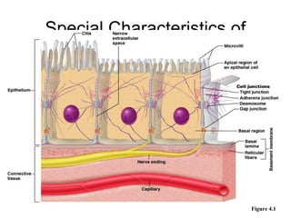 Special Characteristics of
        Epithelia




                             Figure 4.1
 