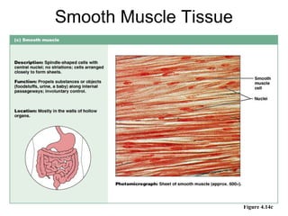 Smooth Muscle Tissue




                       Figure 4.14c
 